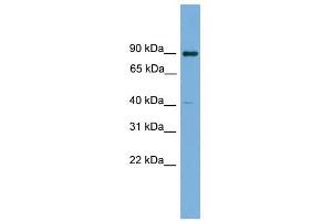 KCTD16 antibody used at 1 ug/ml to detect target protein. (KCTD16 anticorps  (N-Term))