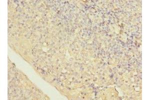 Immunohistochemistry of paraffin-embedded human tonsil tissue using ABIN7158438 at dilution of 1:100 (LITAF anticorps  (AA 1-161))