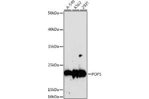 Western blot analysis of extracts of various cell lines, using POP5 antibody (ABIN7269528) at 1:1000 dilution. (POP5 anticorps  (AA 50-150))