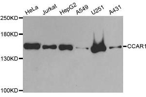 Western blot analysis of extracts of various cell lines, using CCAR1 antibody. (CCAR1 anticorps  (AA 1-200))