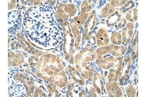 C19ORF28 antibody was used for immunohistochemistry at a concentration of 4-8 ug/ml to stain Epithelial cells of renal tubule (arrows) in Human Kidney. (C19orf28 anticorps  (Middle Region))