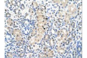 Image no. 1 for anti-Minichromosome Maintenance Complex Component 7 (MCM7) (AA 301-350) antibody (ABIN203246)