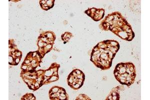 IHC image of ABIN7146866 diluted at 1:150 and staining in paraffin-embedded human placenta tissue performed on a Leica BondTM system. (CK1 epsilon anticorps  (Isoform epsilon))