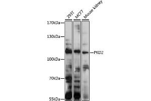 Western blot analysis of extracts of various cell lines, using PKD2 antibody (ABIN1682187, ABIN3017899, ABIN3017900, ABIN5664370 and ABIN6220297) at 1:1000 dilution. (PKD2 anticorps  (AA 240-410))