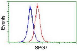 Image no. 2 for anti-Spastic Paraplegia 7 (SPG7) (AA 300-573) antibody (ABIN1491369) (SPG7 anticorps  (AA 300-573))