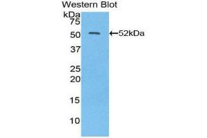 Western Blotting (WB) image for anti-Interferon, beta 1, Fibroblast (IFNB1) (AA 22-187) antibody (ABIN3209027) (IFNB1 anticorps  (AA 22-187))