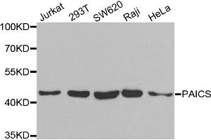 Western blot analysis of extracts of various cell lines, using PAICS antibody. (PAICS anticorps)