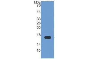 WB of Protein Standard: different control antibodies against Highly purified E. (APOA1 Kit ELISA)