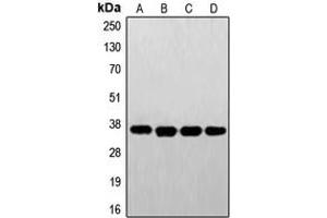 Western blot analysis of FR alpha expression in A431 (A), HeLa (B), HepG2 (C), JAR (D) whole cell lysates. (FOLR1 anticorps  (Center))