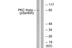 Western blot analysis of extracts from Jurkat cells, treated with EGF (200ng/ml, 15mins), using PKC theta (Phospho-Ser695) antibody. (PKC theta anticorps  (pSer695))