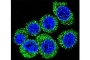 Confocal immunofluorescent analysis of LEP antibody with HeLa cells followed by Alexa Fluor 488-conjugated goat anti-rabbit lgG (green).
