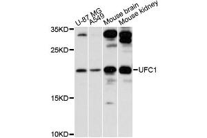 Western blot analysis of extracts of various cell lines, using UFC1 antibody (ABIN6292329) at 1:3000 dilution.