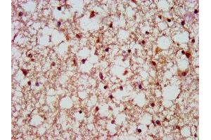 IHC image of ABIN7168719 diluted at 1:500 and staining in paraffin-embedded human brain tissue performed on a Leica BondTM system. (SCAMP1 anticorps  (AA 2-134))