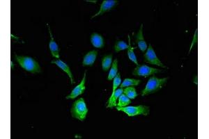 Immunofluorescence staining of Hela cells with ABIN7145343 at 1:133, counter-stained with DAPI. (Beclin 1 anticorps  (AA 1-100))