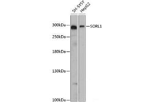 Western blot analysis of extracts of various cell lines using SORL1 Polyclonal Antibody at dilution of 1:3000. (SORL1 anticorps)