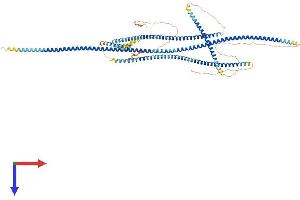 AlphaFold protein structure predicition of Mouse Recombinant Bicd1 Protein, UniprotID Q8BR07