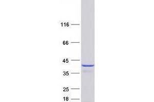 Validation with Western Blot
