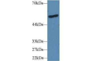 Western Blot; Sample: Human A431 cell lysate; Primary Ab: 2µg/ml Rabbit Anti-Mouse LBP Antibody Second Ab: 0. (LBP anticorps  (AA 25-481))