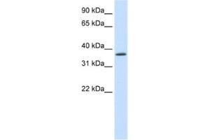 Western Blotting (WB) image for anti-SAP30 Binding Protein (SAP30BP) antibody (ABIN2461840) (SAP30BP anticorps)