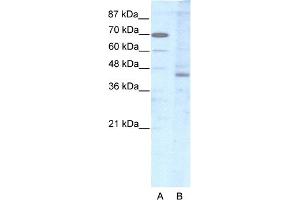 WB Suggested Anti-LHX2 Antibody Titration:  2.