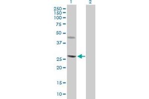Western Blot analysis of CERK expression in transfected 293T cell line by CERK MaxPab polyclonal antibody. (CERK anticorps  (AA 1-201))