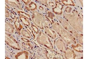 Immunohistochemistry of paraffin-embedded human kidney tissue using ABIN7163916 at dilution of 1:100 (KCNK1 anticorps  (AA 268-336))