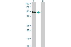 Western Blot analysis of HCRTR2 expression in transfected 293T cell line by HCRTR2 monoclonal antibody (M01), clone 1E3. (HCRTR2 anticorps  (AA 1-54))