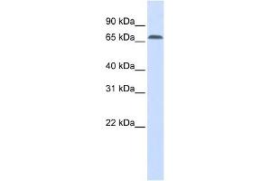IRF2BP1 antibody used at 1 ug/ml to detect target protein.