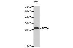 Western Blotting (WB) image for anti-Neurotrophin 4 (NTF4) antibody (ABIN1873970) (Neurotrophin 4 anticorps)