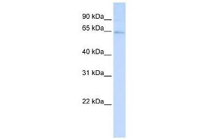 LRFN3 antibody used at 1 ug/ml to detect target protein.
