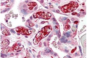 Anti-NFE2L3 antibody IHC staining of human placenta.