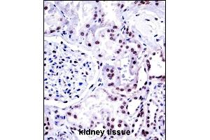 NONO Antibody (N-term) ((ABIN657703 and ABIN2846694))immunohistochemistry analysis in formalin fixed and paraffin embedded human kidney tissue followed by peroxidase conjugation of the secondary antibody and DAB staining. (NONO anticorps  (N-Term))