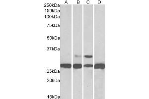 ABIN184567 (0. (PGAM1/2/4 anticorps  (C-Term))