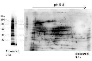 2D Western Blot of anti-E. (HMW HCP anticorps)