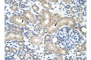 RBM38 antibody was used for immunohistochemistry at a concentration of 4-8 ug/ml to stain Epithelial cells of renal tubule (arrows) in Human Kidney. (RBM38 anticorps  (N-Term))