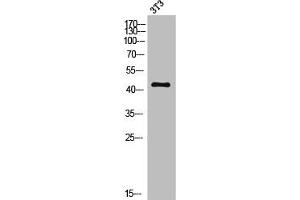 Western Blot analysis of 3T3 cells using MC5-R Polyclonal Antibody (MC5 Receptor anticorps  (C-Term))