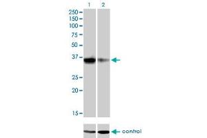 Western blot analysis of GSC over-expressed 293 cell line, cotransfected with GSC Validated Chimera RNAi (Lane 2) or non-transfected control (Lane 1).