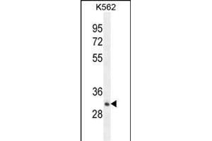 OR52A1 Antibody (C-term) (ABIN654497 and ABIN2844229) western blot analysis in K562 cell line lysates (35 μg/lane). (OR52A1 anticorps  (C-Term))