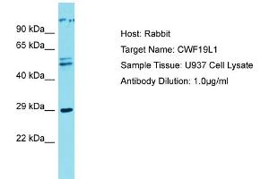 Host: Rabbit Target Name: CWF19L1 Sample Type: U937 Whole cell lysates Antibody Dilution: 1. (CWF19L1 anticorps  (C-Term))