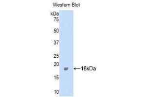 Western Blotting (WB) image for anti-Inter alpha Globulin Inhibitor H4 (ITIH4) (AA 273-424) antibody (ABIN1859512)