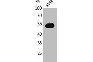 Western Blot analysis of A549 cells using Annexin VII Polyclonal Antibody.