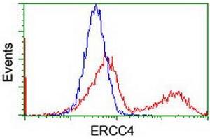Image no. 6 for anti-Excision Repair Cross-Complementing Rodent Repair Deficiency, Complementation Group 4 (ERCC4) antibody (ABIN1498070)