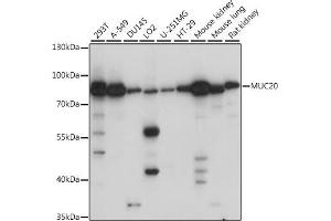 Western blot analysis of extracts of various cell lines, using MUC20 antibody (ABIN7268691) at 1:1000 dilution. (MUC20 anticorps  (AA 100-200))