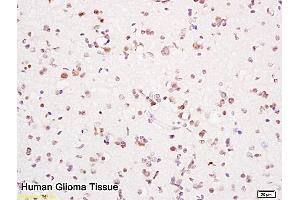 anti-Proliferating Cell Nuclear Antigen (PCNA) (AA 151-261) antibody