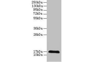 Western blot All lanes: CDA antibody at 2 μg/mL + 293T whole cell lysate Secondary Goat polyclonal to rabbit IgG at 1/10000 dilution Predicted band size: 17 kDa Observed band size: 17 kDa (CDA anticorps  (AA 1-146))