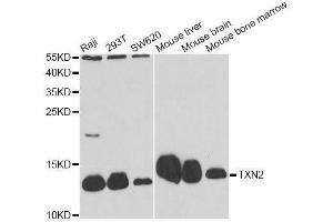Western blot analysis of extracts of various cell lines, using TXN2 antibody. (TXN2 anticorps  (AA 1-166))