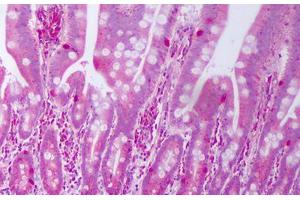 Anti-IL28A antibody IHC staining of human small intestine. (IL28A anticorps)