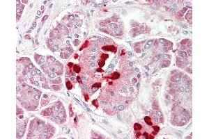 Anti-CS1 / CLSTN1 antibody IHC staining of human pancreas. (Calsyntenin 1 anticorps  (AA 35-84))
