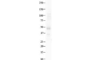 Host:  Rabbit  Target Name:  GSH2  Sample Type:  Human Testis   Antibody Dilution:  1.