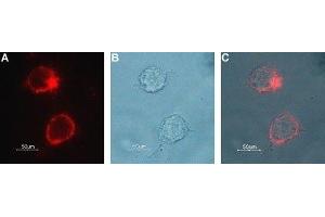 Expression of Choline transporter in rat PC12 cells - Cell surface detection of CHT in live intact rat pheochromocytoma PC12 cells.